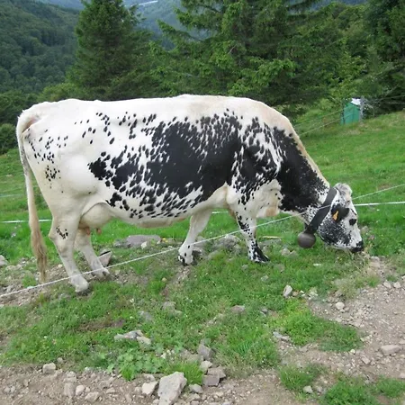 Confortable Au Coeur Des Vosges - Animaux Acceptes - Fr-1-589-839 * Le Ménil